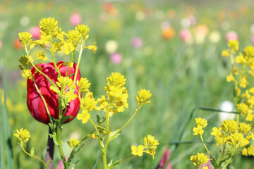 red and green spring flowers in the field