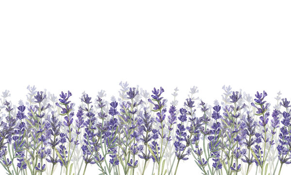 Rectangular seamless banner with lavender and a place for the text. Watercolor illustration of Provencal flowers. French style. Botanical flowers. Suitable for postcards, packages, business cards