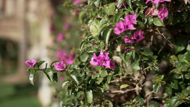 Pink flowers on the wall next to Port Chapel in Malaga, Spain