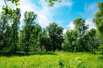 Fresh green field with grass and blue sky on a sunny day. Spring and summer landscape. Beauty of nature is around us.	