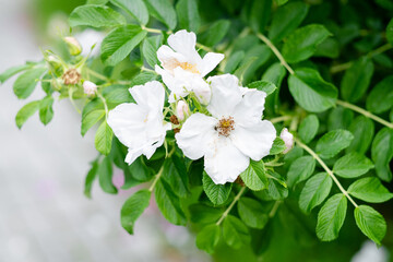 white jasmine flower close-up on the street. Blooming jasmine bush