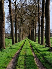 Quintessential Belgian tree-lined old lane with worn out track in green grass,