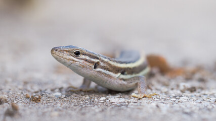 Psammodromus algirus, Lagartija colilarga