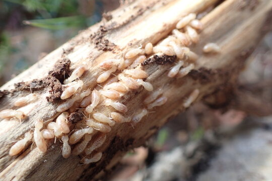 Termitas en una rama.