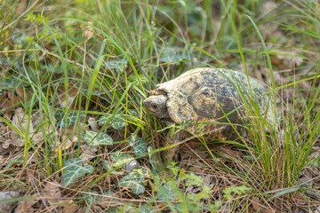 Turtle in forest, crawling in the forest grass