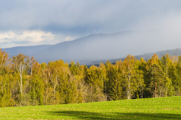 Fototapeta premium spring trees