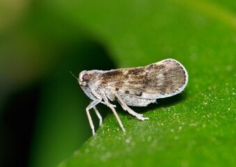 Pintalia vibex leafhopper in lush foliage in Houston, TX showing side view. Species of Cixiid planthoppers found in the USA.