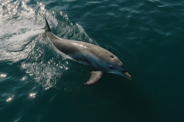 A lone Bottlenose dolphin swimming in a blue sea viewed from above.
