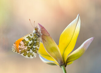 Motyl Zorzynek Rzeżuchowiec na kwiatach Tulipana botanicznego