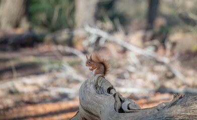 Red Squirrel on a fallen tree trunk, Brownsea Island, Poole Harbour, Dorset, England