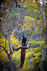 A Peacock sitting on a tree with its full feathers ,and with a beautiful yellow background 