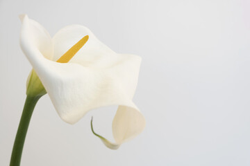 White flowers on a neutral background