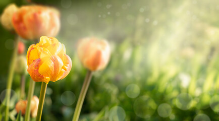 Yellow tulips in sunlight. Summer nature background