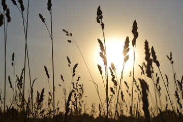 grass at sunset