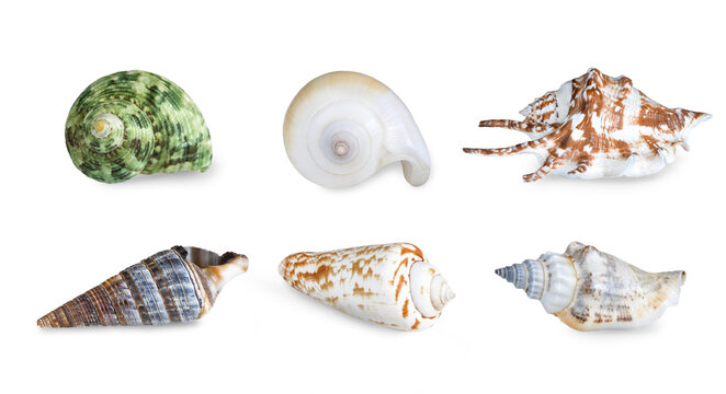 Collection of seashell isolated on transparent background. Seashell for you design.