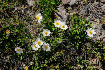 kwiaty skalne, natura, rośliny, białe kwiaty © damian