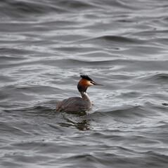 great crested grebe