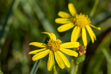 Fleurs de séneçon de Mazamet