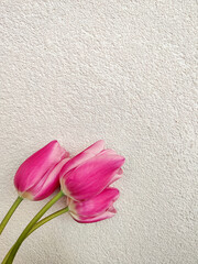 Pink tulips on beige background with copy space. Spring or Mother's day concept. Tulips background for wallpaper, floral flat lay vertical photo.
