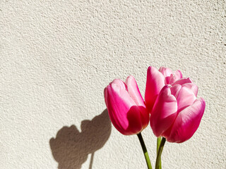 Pink tulips with shadow on biege background. Spring or Mother's day concept. Tulips background for greeting card, floral flat lay image with copy space.