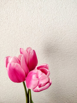 Pink tulips vertical photo with biege background. Spring or Mother's day concept. Pink flowers, feminine image.