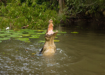 Fototapeta na wymiar Saltwater crocodile (Crocodylus porosus) (saltie) springing from the water with a thrash of their powerful tails in the coastal wetlands of Queensland, Australia