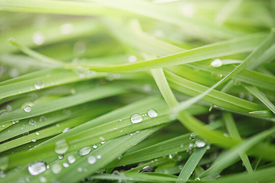 Green grass with dew drops macro photo. Natural green background with soft focus.