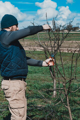 Spring formative pruning of the tree and formation of the tree crown.