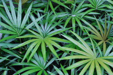 Close up of plants, flowers, leaves. Flat lay photography
