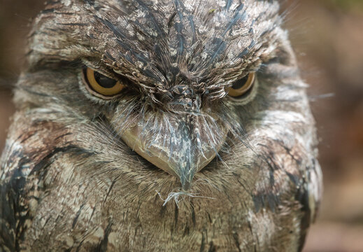 Tawny frogmouth (Podargus strigoides) a strange big-headed, stocky bird, often mistaken for an owl