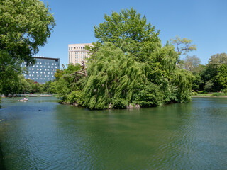 6月の中島公園菖蒲池（北海道札幌市）