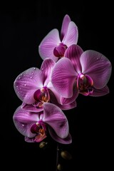 Naklejka na ściany i meble Romance in Bloom: Valentine's Day Orchid on Black Background: Generative AI