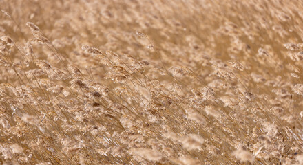 dry reed light sunny background