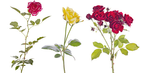 fine three different colors roses isolated on white
