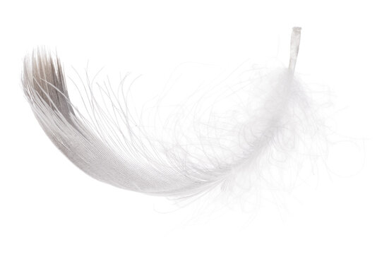 detailed goose light grey isolated feather