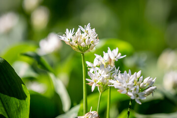 Wild garlic flowers in the spring sunshine, with a shallow depth of field