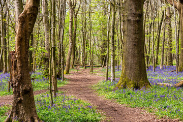 A pathway through a pretty bluebell wood in Sussex, on a sunny spring day