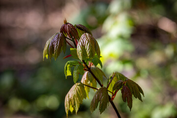 Sunlight shining in woodland, with a young sycamore tree in the foreground