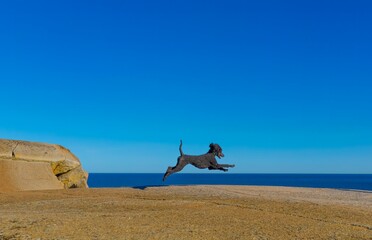 happy black standard poodle playing on a mountain top overlooking the sea. The horizon and blue sky can be seen in the background