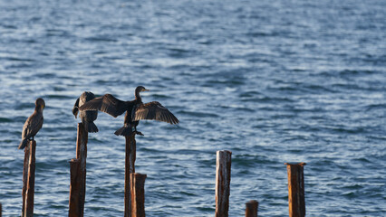 Cormorants on wooden stilts on the seashore in the morning.
