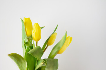 yellow tulips on a white background, copy space