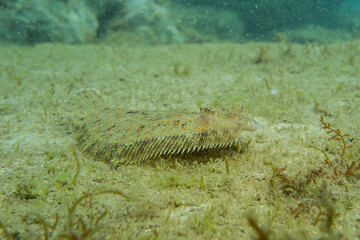 Bothus podas, pez plano.