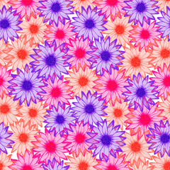 Dimorphotheca romantic summer repeat rapport. Rudbeckia daisy bloom