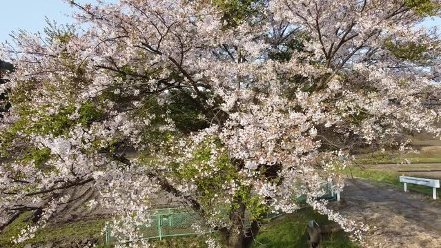 散り始めた一本桜