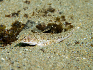 Callionymus pusillus, dragoncillo.