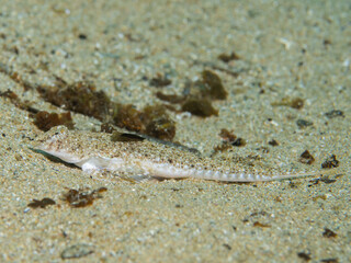 Callionymus pusillus, dragoncillo.