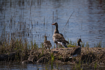 A family of geese with their young come ashore