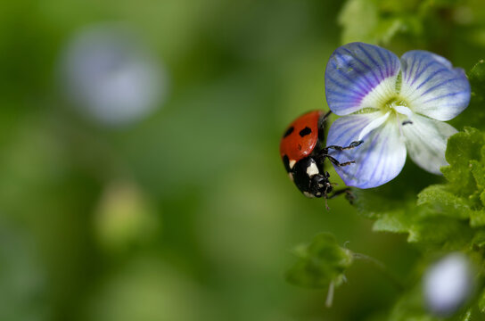 A small red European ladybird sits on a blue flower at the edge of the picture. It's a lot of green background with space for text