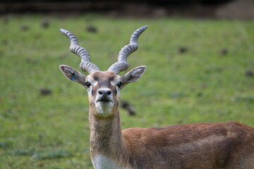antelope