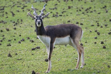 antelope © Hana